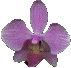 orchid