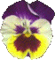 pansy